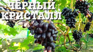 ЧЁРНЫЙ КРИСТАЛЛ. ФОРМА-ТРУДЯГА! ОДНА И ЛУЧШИХ ТЁМНО-ОКРАШЕНЫХ ФОРМ ВИНОГРАДА