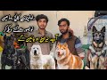 College Road Rawalpindi | Dog Shop In 2025 | Shahzain Animals Vlogs
