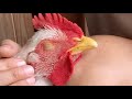 The Cutest Chicken Cuddles