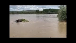 Flooding on Norm's Island Tuesday at Yellowstone River