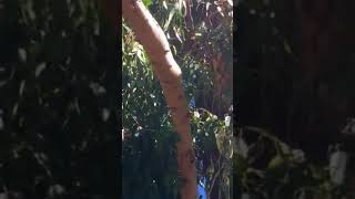 Rosellas in my gumtree