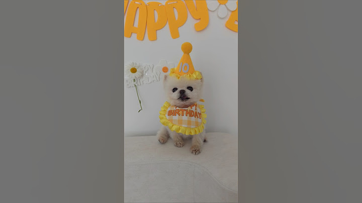 퐁키는 생일에도 참지 않지!