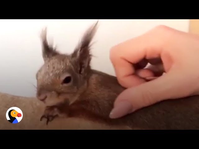 Squirrel Attacked As Baby Finds PERFECT Mom | The Dodo