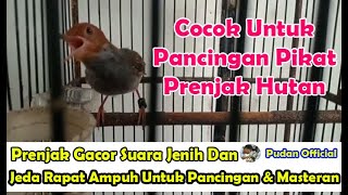 Download Lagu PRENJAK GACOR SUARA JERNIH DAN JEDA RAPAT AMPUH UNTUK PANCINGAN DAN MASTERAN - SUARA PIKAT PRENJAK MP3 Download Lagu PRENJAK GACOR SUARA JERNIH DAN JEDA RAPAT AMPUH UNTUK PANCINGAN DAN MASTERAN - SUARA PIKAT PRENJAK MP3