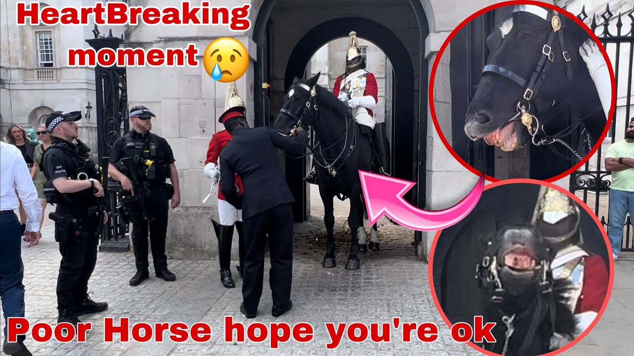 Poor Horse Stumbles And Injures his mouth…So Corporal of the horse guard sent the horse back in ASAP