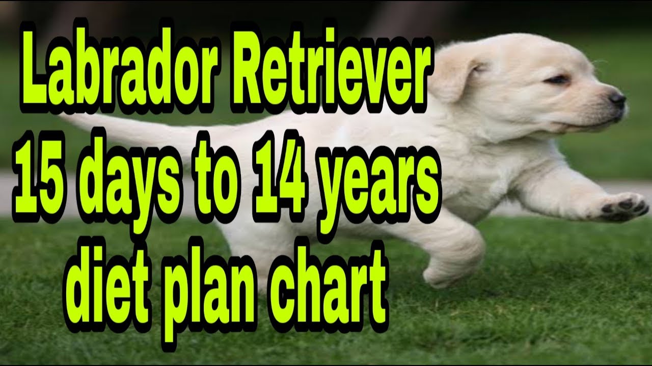 Labrador Retriever Diet Chart