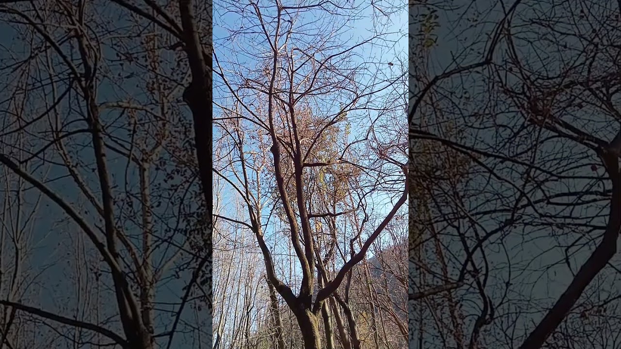 autumn season at Swat valley |Swat valley gardens trees