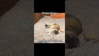 Pickled Ginger And Catnip