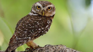 Spotted owlet (Athene brama) | preening each other