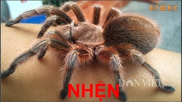 Dạy bé học côn trùng | Bé nhận biết các loài côn trùng xung quanh nhanh nhất | Bài 249