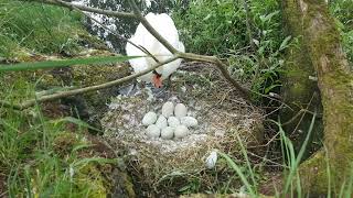 🇮🇪☘NEST WATCH🥚MUTE SWAN LEAVES NEST FOR DRINK🦢SHOWING 9 EGGS🥚KINNEGO BAY IRELAND🥚#relax🥚subscribe🙏😇💖