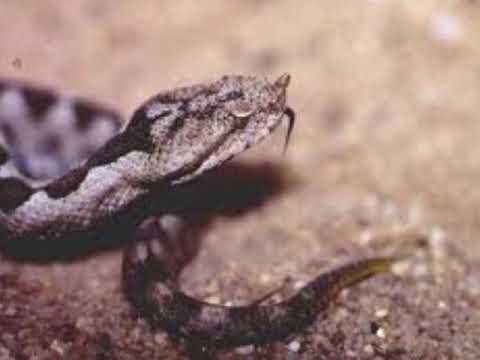 Ο ΔΙΚΑΣΤΗΣ - ΑΝΤ. ΚΑΛΟΓΙΑΝΝΗΣ - Μ. ΔΗΜΗΤΡΙΑΔΗ
