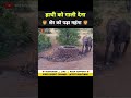 शेर की गाली सुनकर हाथी को आया गुस्सा 😱 । animal shorts । #shorts #ytshorts