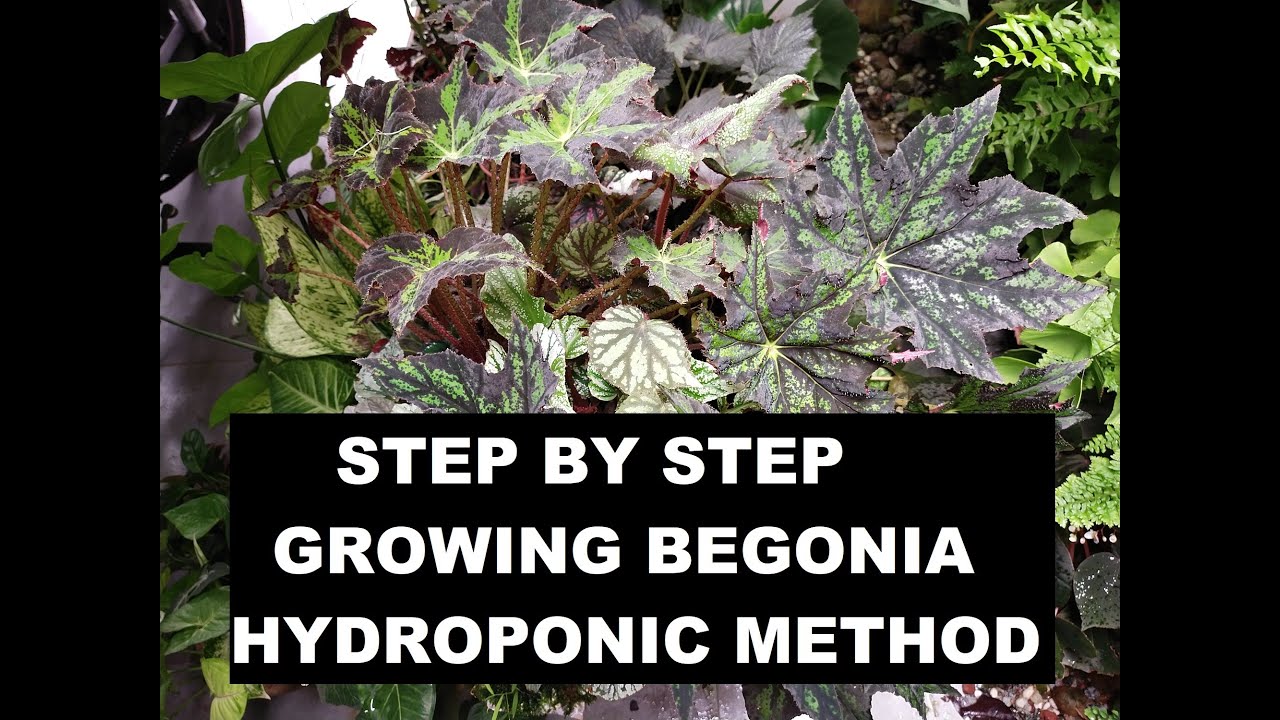 Step By Step Growing Begonia Hydroponic Method For Beginners Youtube