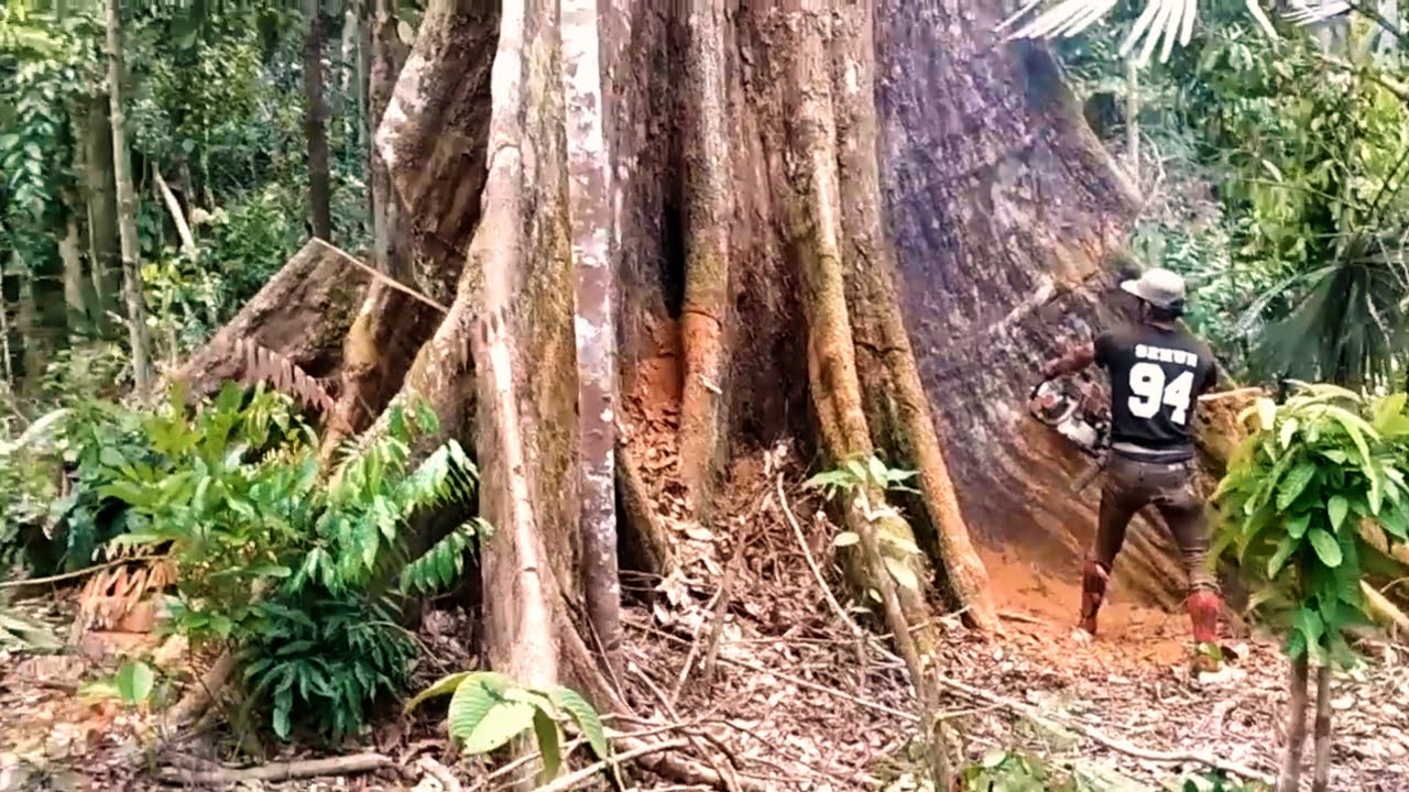 Amazing giant wood cutting process in the world - YouTube