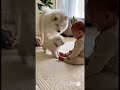 The Purest Bond: Smart Samoyed Nanny Dog & Her Baby ❤️✨ #Shorts #samoyed