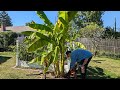 Overwinter banana Plants