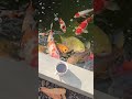 Secangkir koi dan kolam kopi #ikankoiberkualitas #ikankoi