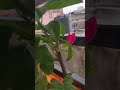 নতুন ফুল হয়েছে #newbloom#flowers#beautiful#viral