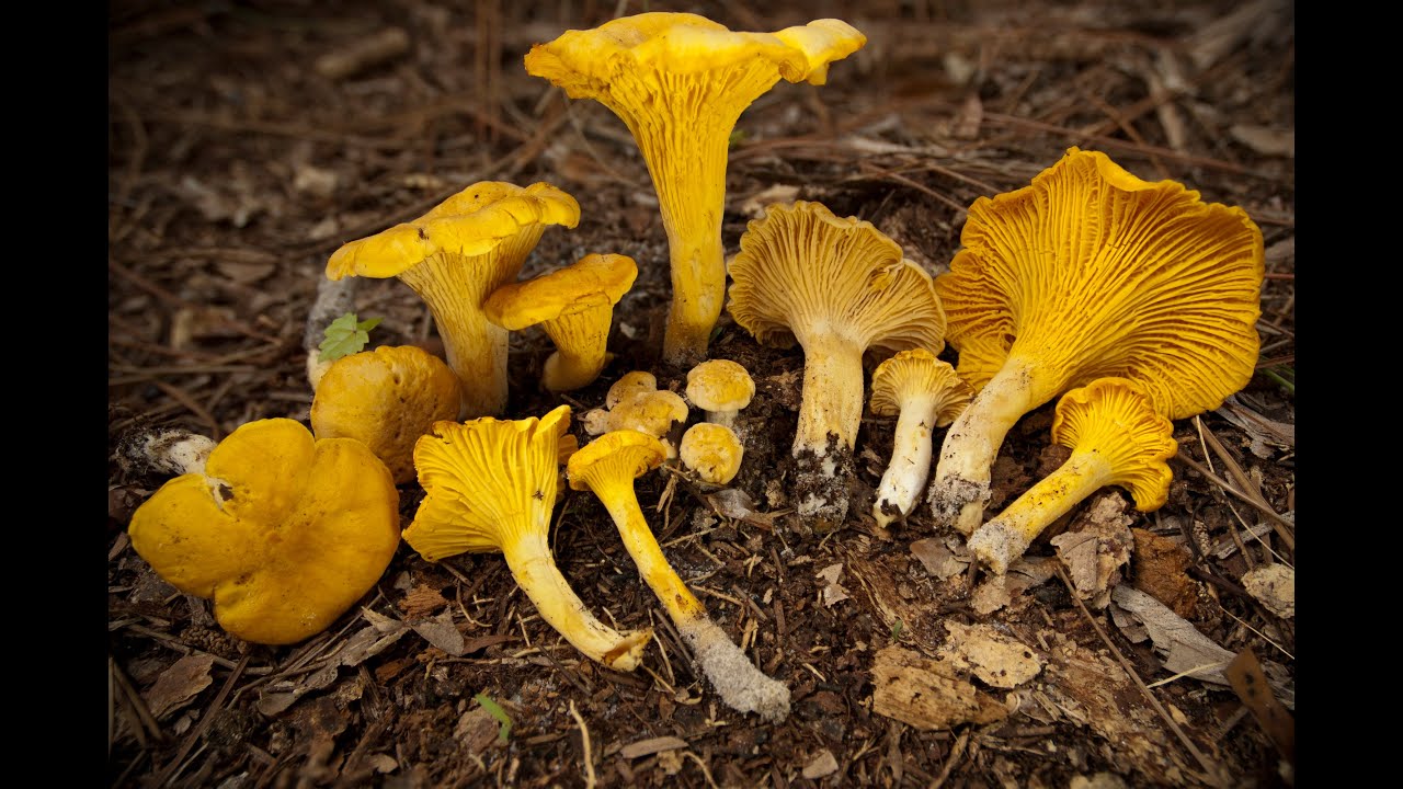 Chanterelles of Florida: Cantharellus altipes