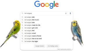 Answering top 10 google questions about budgies!