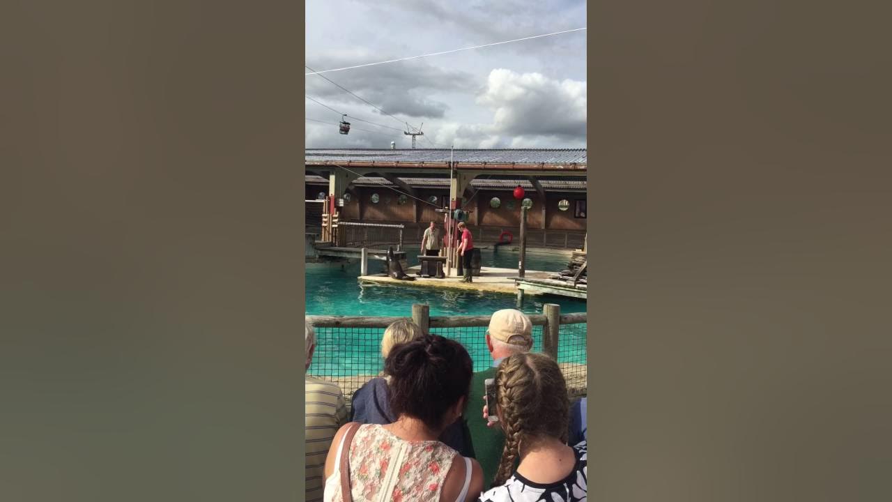Flamingo land sea lion show - YouTube