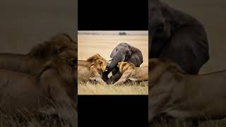 Lions vs elephant viral fight #lion #elephant #wildlife #animals #youtubeshorts #ai #DreamScreenAI