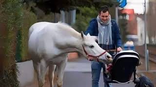 الحصان الذكي و رياضة المشي