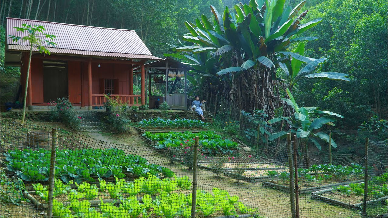 365 дней строительства дома в глухом лесу — жизнь вне сети электроснабжения