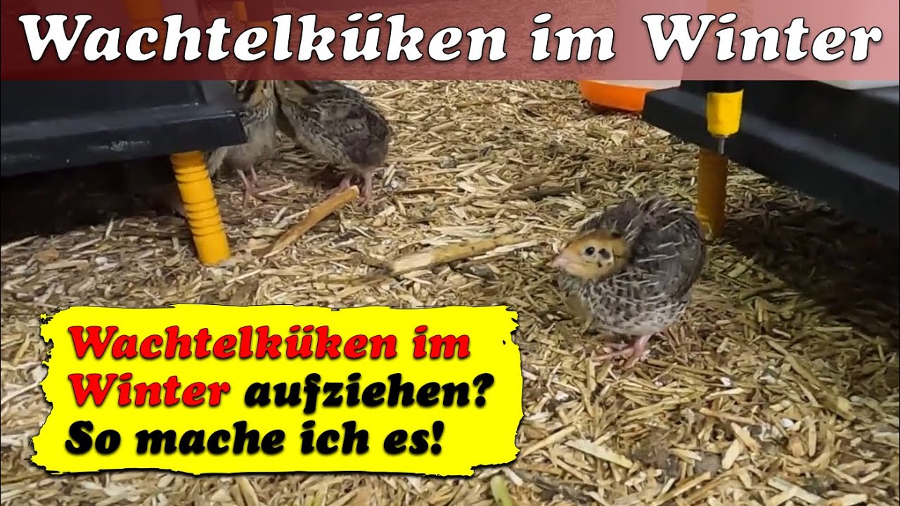 Wachtelküken im Winter aufziehen - So funktioniert es bei mir