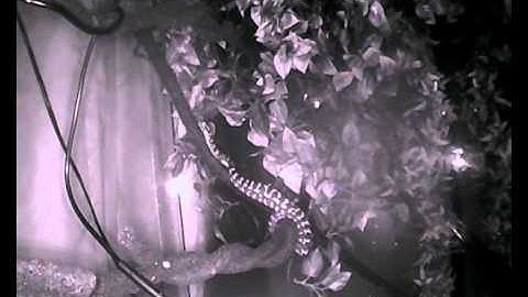 Jungle Carpet Pythons Feeding - Aliens Theme