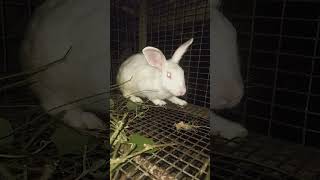 Download Mp3 RABBIT 🐇 Gudang lagu Download Mp3 RABBIT 🐇