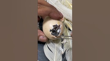 Helping stuck baby chick in hatching