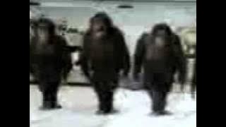 H263 AMR QCIF - Monkey Riverdance.3gp