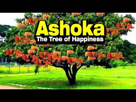 Ashoka : The Tree of Happiness | ARTHA | AMAZING FACTS
