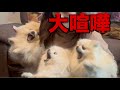 4女の行動でイライラが爆発した3姉妹が大喧嘩に発展しちゃいました