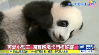 可愛小監工 圓寶巡場卡門檻好窘 八大民生新聞 2020110624