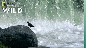 Birds "Fly" Through Water For Food | Wild Nordic