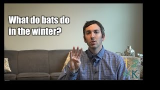 What do bats do in the winter?