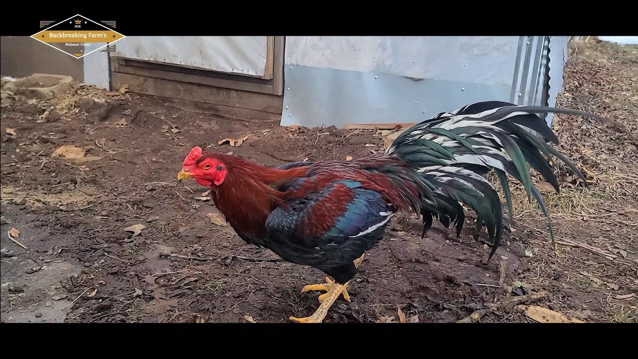QAIB BREEDING SEASON | SHOWBIRD | QAIB THAI | SHAMO | ASEEL | PAKOI | GANOI