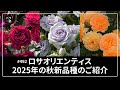 #492 ロサオリエンティス2025年の秋新品種をご紹介