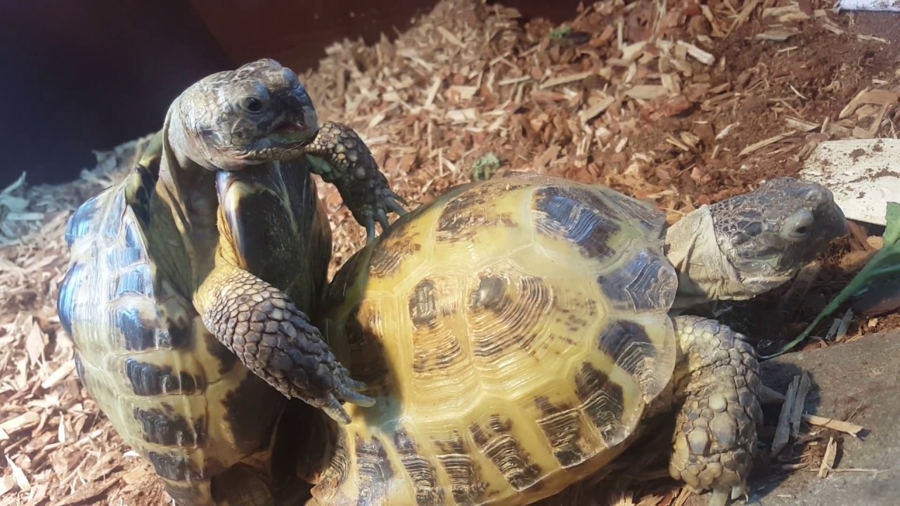 Russian Tortoises Mating 1 Youtube
