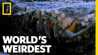 Mother-Eating Spiders | World's Weirdest
