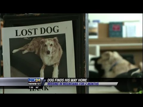 lost dog finds way home