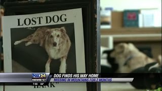 lost dog finds way home