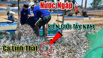Hàng 1000 Cá Linh Non Đầu Nguồn Chợ Biên Giới Campuchia Bắc Đai Sôi Động Mùa Nước Nổi Miền Tây