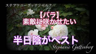 Roses] For Beautiful Blooms, Partial Shade Is Best - YouTube