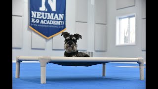 Atlas (Miniature Schnauzer) Boot Camp Dog Training Video Demonstration