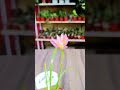 Rain Lily aur ek sundar kavita | Time Lapse