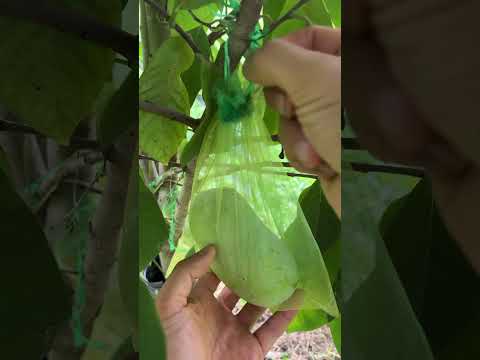 فيديو: موسم قطف Pawpaw - نصائح لحصاد فاكهة Pawpaw